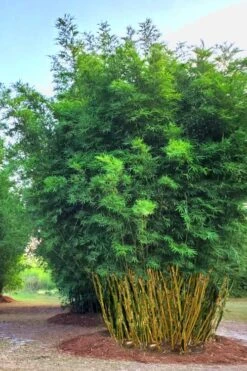 Yellow Buddha Belly Bamboo - Bambusa Ventricosa 'Kimmei' - 3 Gallon Pot -Botanica Tree Store Bamboo Kimmei 5