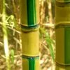 Koi Golden Bamboo (Phyllostachys Aurea 'Koi') - 3 Gallon Pot (2-4')
