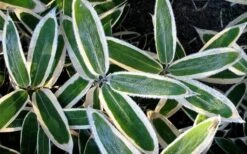 Kuma Zasa Dwarf Bamboo (Sasa Veitchii 'Kuma-Zasa') - 3 Gallon Pot -Botanica Tree Store Bamboo Kuma Zasa 1