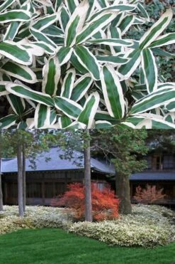 Kuma Zasa Dwarf Bamboo - Sasa Veitchii 'Kuma-Zasa' - 1 Gallon Pot -Botanica Tree Store Bamboo Kuma Zasa 13 1