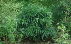 Latifolius Broadleaf Bamboo - Indocalamus Latifolius - 3 Gallon Pot -Botanica Tree Store Bamboo Latifolius 2