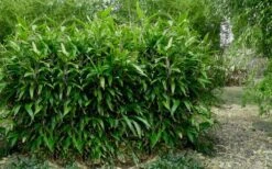 Latifolius Broadleaf Bamboo - Indocalamus Latifolius - 3 Gallon Pot -Botanica Tree Store Bamboo Latifolius 3