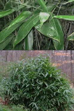 Latifolius Broadleaf Bamboo - Indocalamus Latifolius - 3 Gallon Pot -Botanica Tree Store Bamboo Latifolius 500x750 1