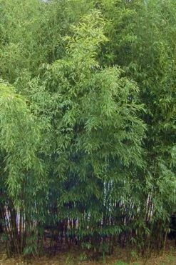 Spotted Leopard Bamboo - Phyllostachys Bambusoides 'Tanakae' - 3 Gallon Pot -Botanica Tree Store Bamboo Leopard 11