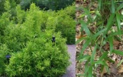 Macon Rivercane Bamboo - Arundinaria Gigantea 'Macon' - 3 Gallon Pot 7 Macon Rivercane Bamboo - Arundinaria Gigantea 'Macon' - 3 Gallon Pot -Botanica Tree Store Bamboo Macon Rivercane 2