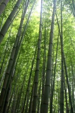 Madake Giant Japanese Timber Bamboo (Phyllostachys Bambusoides) - 3 Gallon Pot (2-4') -Botanica Tree Store Bamboo Madake 10 1