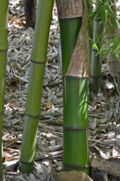 Madake Giant Japanese Timber Bamboo (Phyllostachys Bambusoides) - 3 Gallon Pot (2-4') -Botanica Tree Store Bamboo Madake 11 1