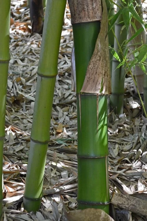 Madake Giant Japanese Timber Bamboo (Phyllostachys Bambusoides) - 2 Gallon Pot 6 Madake Giant Japanese Timber Bamboo (Phyllostachys Bambusoides) - 2 Gallon Pot - Image 6