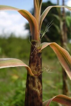 Madake Giant Japanese Timber Bamboo (Phyllostachys Bambusoides) - 3 Gallon Pot (2-4') -Botanica Tree Store Bamboo Madake 13 1