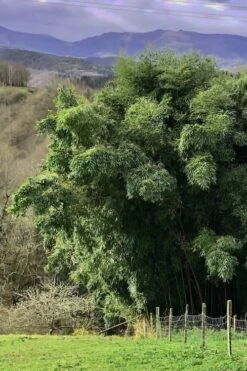 Madake Giant Japanese Timber Bamboo (Phyllostachys Bambusoides) - 2 Gallon Pot 12 Madake Giant Japanese Timber Bamboo (Phyllostachys Bambusoides) - 2 Gallon Pot -Botanica Tree Store Bamboo Madake 14