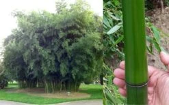 Madake Giant Japanese Timber Bamboo (Phyllostachys Bambusoides) - 3 Gallon Pot (4-6'+) -Botanica Tree Store Bamboo Madake Giant Japanese Timber Bamboo 2