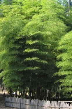 Moso Giant Bamboo (Phyllostachys Edulis 'Moso') - 3 Gallon Pot (2-4') 17 Moso Giant Bamboo (Phyllostachys Edulis 'Moso') - 3 Gallon Pot (2-4') -Botanica Tree Store Bamboo Moso 10 1