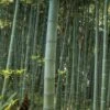 Moso Giant Bamboo (Phyllostachys Edulis 'Moso') - 3 Gallon Pot (2-4')