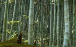 Moso Giant Bamboo (Phyllostachys Edulis 'Moso') - 3 Gallon Pot (2-4') 16 Moso Giant Bamboo (Phyllostachys Edulis 'Moso') - 3 Gallon Pot (2-4') -Botanica Tree Store Bamboo Moso 24 1