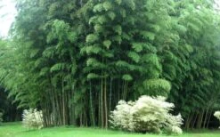 Moso Giant Bamboo (Phyllostachys Edulis 'Moso') - 3 Gallon Pot (2-4') 19 Moso Giant Bamboo (Phyllostachys Edulis 'Moso') - 3 Gallon Pot (2-4') -Botanica Tree Store Bamboo Moso 3 1