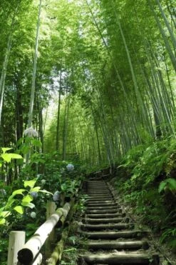 Moso Giant Bamboo (Phyllostachys Edulis 'Moso') - 3 Gallon Pot (4-6') -Botanica Tree Store Bamboo Moso 9