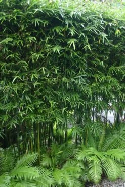 Dwarf Weavers Bamboo - Bambusa Textilis 'RG Dwarf' - 2 Gallon Pot -Botanica Tree Store Bamboo RG Dwarf 5