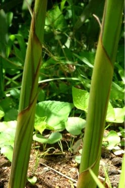 Red Margin Bamboo - Phyllostachys Rubromarginata - 3 Gallon Pot (2-4' HT) 11 Red Margin Bamboo - Phyllostachys Rubromarginata - 3 Gallon Pot (2-4' HT) -Botanica Tree Store Bamboo Red Margin 11 1