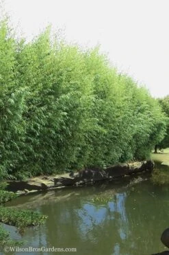 Red Margin Bamboo - Phyllostachys Rubromarginata - 3 Gallon Pot (2-4' HT) 10 Red Margin Bamboo - Phyllostachys Rubromarginata - 3 Gallon Pot (2-4' HT) -Botanica Tree Store Bamboo Red Margin 13 1