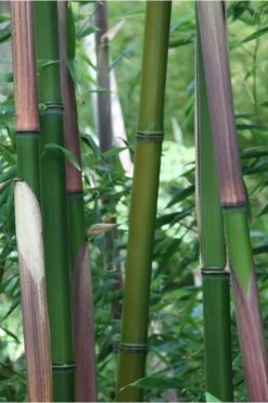 Red Margin Bamboo - Phyllostachys Rubromarginata - 3 Gallon Pot (2-4' HT) 9 Red Margin Bamboo - Phyllostachys Rubromarginata - 3 Gallon Pot (2-4' HT) -Botanica Tree Store Bamboo Red Margin 500x750 2