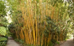 Robert Young Golden Bamboo - Phyllostachys Viridis 'Robert Young' - 3 Gallon Pot (2-4') -Botanica Tree Store Bamboo Robert Young 1