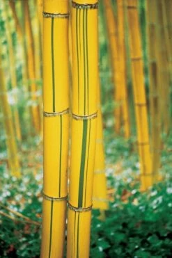 Robert Young Golden Bamboo - Phyllostachys Viridis 'Robert Young' - 3 Gallon Pot (2-4') -Botanica Tree Store Bamboo Robert Young 9