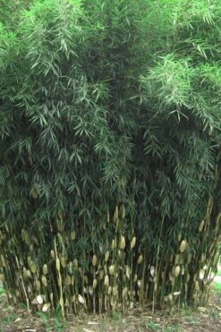 Robust Bamboo - Fargesia Robusta - 3 Gallon Pot -Botanica Tree Store Bamboo Robusta 1