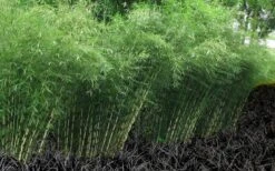 Robust Bamboo - Fargesia Robusta - 3 Gallon Pot -Botanica Tree Store Bamboo Robusta 4
