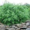 Dragons Head Bamboo (Fargesia Dracocephala 'Rufa') - 5 Gallon Pot