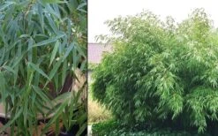 Dragons Head Bamboo (Fargesia Dracocephala 'Rufa') - 5 Gallon Pot -Botanica Tree Store Bamboo Rufa 2 1