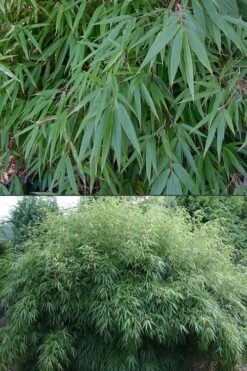 Dragons Head Bamboo (Fargesia Dracocephala 'Rufa') - 5 Gallon Pot -Botanica Tree Store Bamboo Rufa 500x750 1
