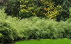 Dragons Head Bamboo - Fargesia Dracocephala 'Rufa' - 1 Gallon Pot -Botanica Tree Store Bamboo Rufa Hedge 1 1