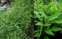 Ruscus Bamboo (Shibataea Kumasaca) - 1 Gallon Pot 9 Ruscus Bamboo (Shibataea Kumasaca) - 1 Gallon Pot -Botanica Tree Store Bamboo Ruscus 1