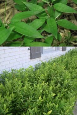 Ruscus Bamboo (Shibataea Kumasaca) - 1 Gallon Pot 11 Ruscus Bamboo (Shibataea Kumasaca) - 1 Gallon Pot -Botanica Tree Store Bamboo Ruscus 500x750 1