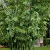 Seabreeze Bamboo - Bambusa Malingensis - 3 Gallon Pot