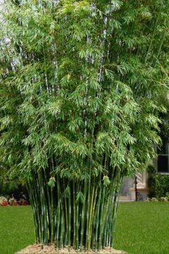 Seabreeze Bamboo - Bambusa Malingensis - 3 Gallon Pot
