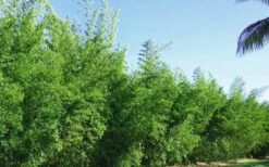 Seabreeze Bamboo - Bambusa Malingensis - 2 Gallon Pot 10 Seabreeze Bamboo - Bambusa Malingensis - 2 Gallon Pot -Botanica Tree Store Bamboo Seabreeze 2