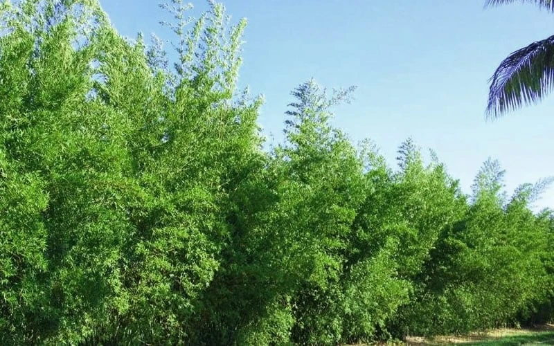 Seabreeze Bamboo - Bambusa Malingensis - 2 Gallon Pot 5 Seabreeze Bamboo - Bambusa Malingensis - 2 Gallon Pot - Image 5