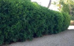 Seabreeze Bamboo - Bambusa Malingensis - 2 Gallon Pot 11 Seabreeze Bamboo - Bambusa Malingensis - 2 Gallon Pot -Botanica Tree Store Bamboo Seabreeze 3