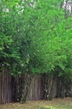 Seabreeze Bamboo - Bambusa Malingensis - 2 Gallon Pot 9 Seabreeze Bamboo - Bambusa Malingensis - 2 Gallon Pot -Botanica Tree Store Bamboo Seabreeze 4
