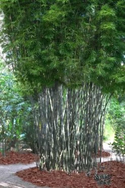 Silk Bamboo - Bambusa Textilis 'Glabra' - 2 Gallon Pot -Botanica Tree Store Bamboo Silk 5