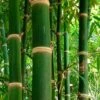 Solid Stem Bamboo - Phyllostachys Heteroclada - 3 Gallon Pot (2-4')