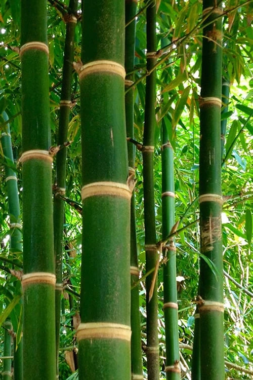 Solid Stem Bamboo - Phyllostachys Heteroclada - 3 Gallon Pot (4-6') 1 Solid Stem Bamboo - Phyllostachys Heteroclada - 3 Gallon Pot (4-6')