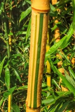 Green Groove Golden Bamboo - Phyllostachys Aureosulcata 'Spectabilis' - 3 Gallon Pot (2-4') -Botanica Tree Store Bamboo Spectabilis 11 1