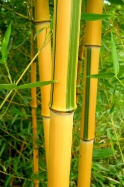 Green Groove Golden Bamboo - Phyllostachys Aureosulcata 'Spectabilis' - 3 Gallon Pot (4-6') -Botanica Tree Store Bamboo Spectabilis 13