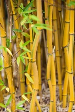Green Groove Golden Bamboo - Phyllostachys Aureosulcata 'Spectabilis' - 3 Gallon Pot (4-6') -Botanica Tree Store Bamboo Spectabilis 17