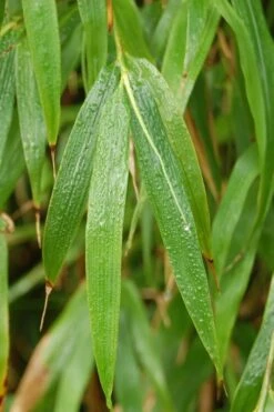Square Stem Bamboo (Chimonobambusa Quadrangularis) - 3 Gallon Pot (2-4') -Botanica Tree Store Bamboo Square 3
