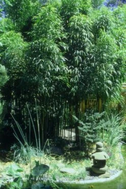 Square Stem Bamboo (Chimonobambusa Quadrangularis) - 3 Gallon Pot (2-4') -Botanica Tree Store Bamboo Square 4