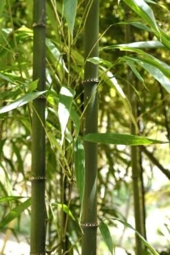 Square Stem Bamboo - Chimonobambusa Quadrangularis - 5 Gallon Pot -Botanica Tree Store Bamboo Square 7 1