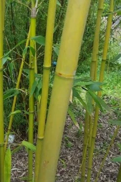 Stone Bamboo - Phyllostachys Angusta - 3 Gallon Pot (3-4') -Botanica Tree Store Bamboo Stone 2